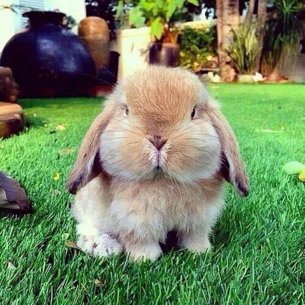 Meet your Posher, Chubbybunnies